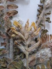 Astragalus dasyanthus