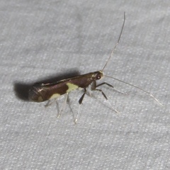 Caloptilia umbratella
