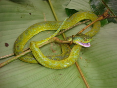 Bothriechis thalassinus