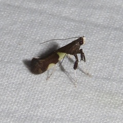 Caloptilia umbratella