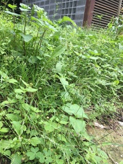 Agrostis clavata