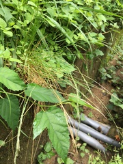 Agrostis clavata