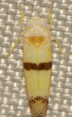 Empoa gillettei