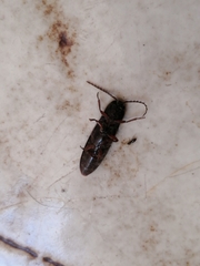 Elateridae