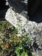 Lithophragma heterophyllum