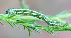 Macaria multilineata