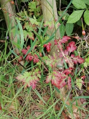 Geranium robertianum