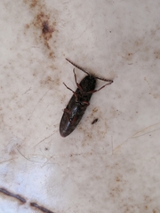Elateridae