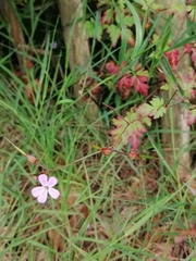 Geranium robertianum