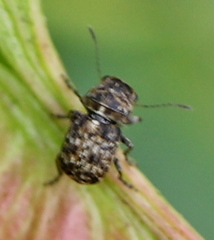 Exechesops foliatus