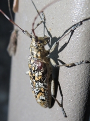 Monochamus marmorator