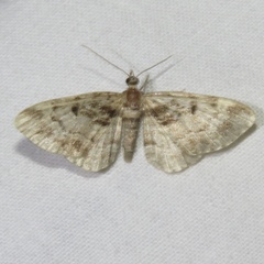 Eupithecia mutata
