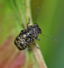 Exechesops foliatus