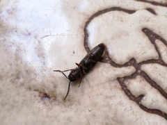 Elateridae