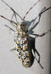 Monochamus marmorator