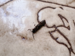 Elateridae