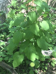Smilax ecirrhata