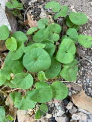 Dichondra brachypoda