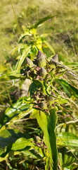 Gentiana pannonica