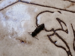 Elateridae