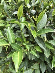 Camellia sinensis