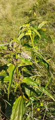 Gentiana pannonica