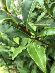 Camellia sinensis