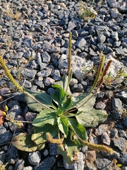 Plantago major
