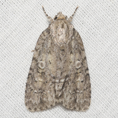 Acronicta modica