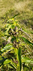Gentiana pannonica