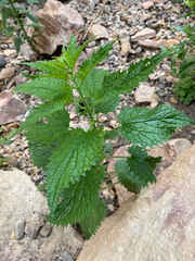 Urtica gracilenta