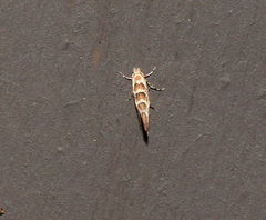 Cameraria macrocarpella