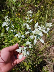 Pycnanthemum albescens
