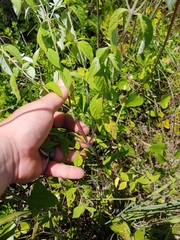 Pycnanthemum albescens