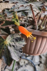 Stenomesson miniatum