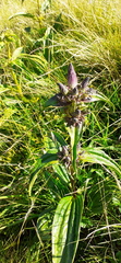 Gentiana pannonica
