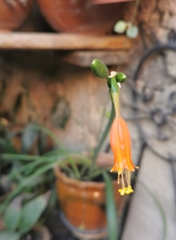 Stenomesson miniatum