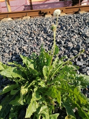Taraxacum officinale