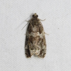 Olethreutes valdanum