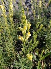 Linaria vulgaris