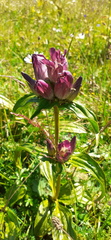 Gentiana pannonica