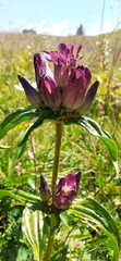 Gentiana pannonica