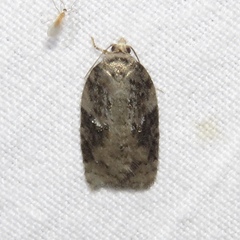 Acleris fuscana