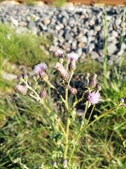 Cirsium arvense