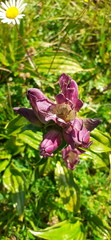 Gentiana pannonica