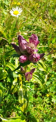 Gentiana pannonica