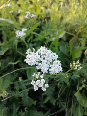 Achillea millefolium