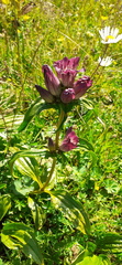 Gentiana pannonica