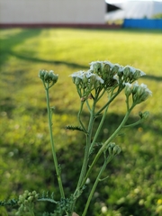 Achillea millefolium