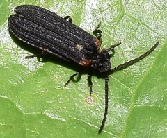 Greenarus thoracicus